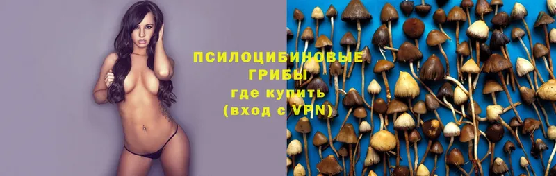 Галлюциногенные грибы Psilocybe  mega зеркало  Тара  купить наркотик 